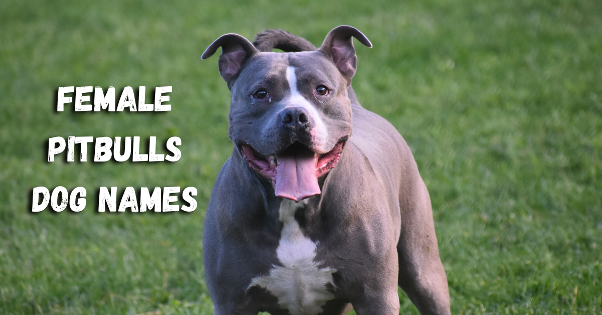 Female Pitbull Dog Names - PupHelp