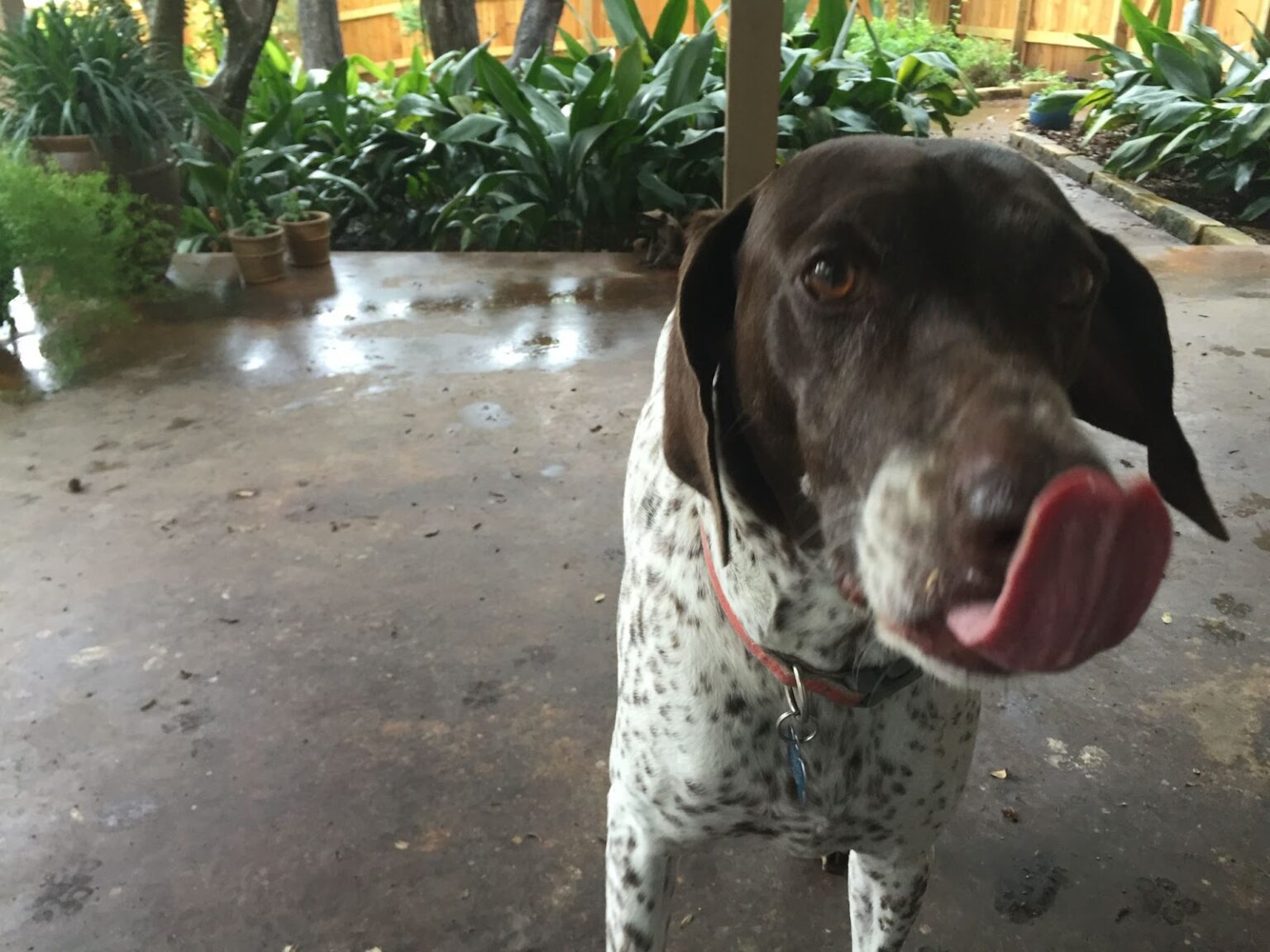 German Shorthair Pointer Feeding Chart PupHelp