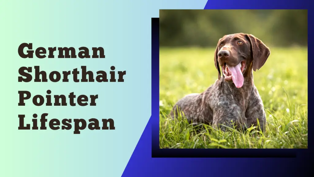 German Shorthair Pointer Lifespan - PupHelp