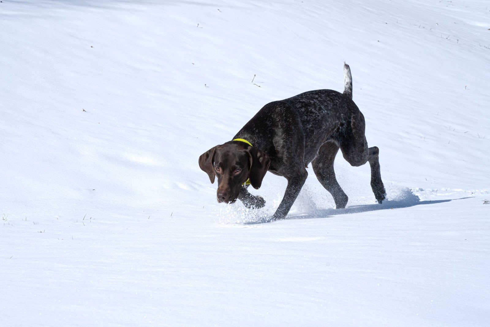 How Tall Is A German Shorthaired Pointer? PupHelp