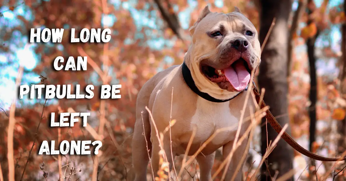 How Long Can Pitbulls Stay Alone