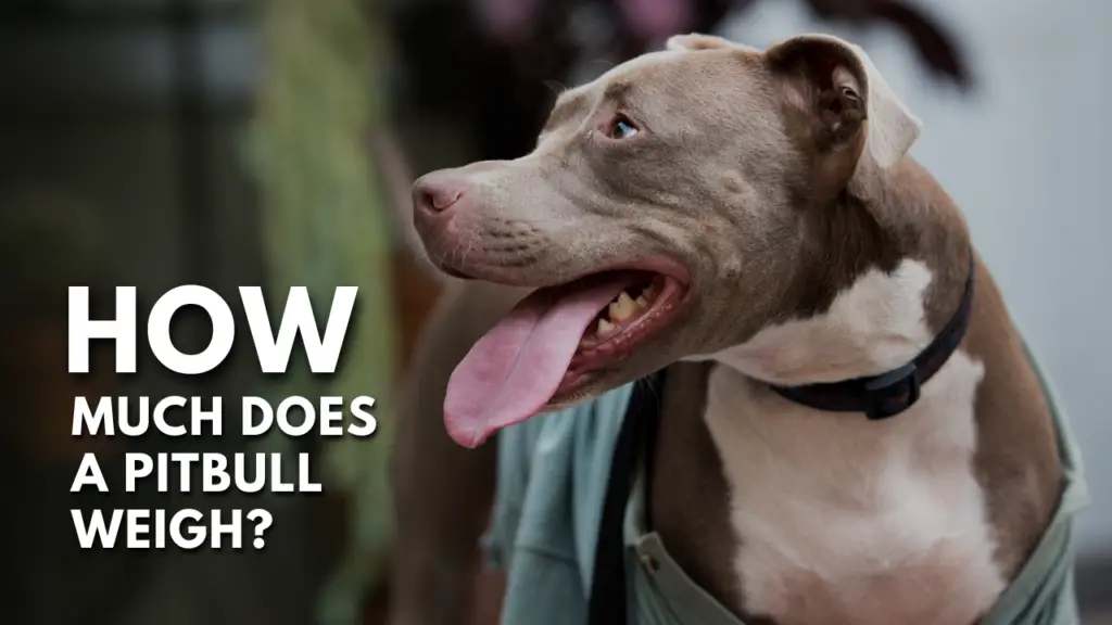 How Much Does A Pit Bull Weigh? - PupHelp