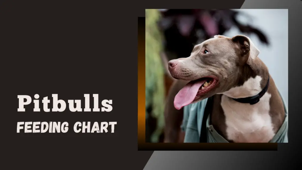 Pit Bulls’ Feeding Chart PupHelp