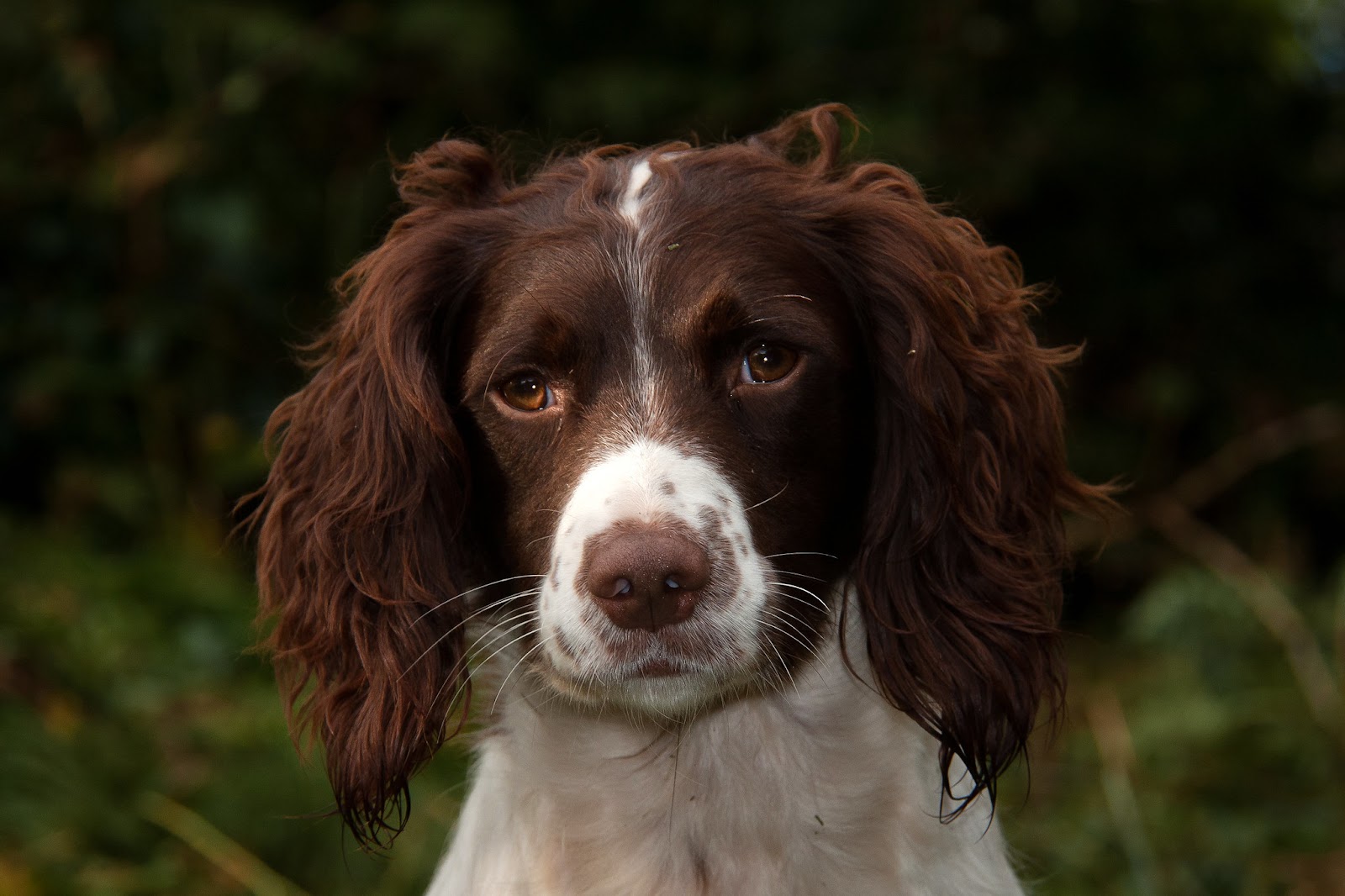 Boykin Spaniel’s Behavior With Other Dogs: How Friendly or Aggressive ...