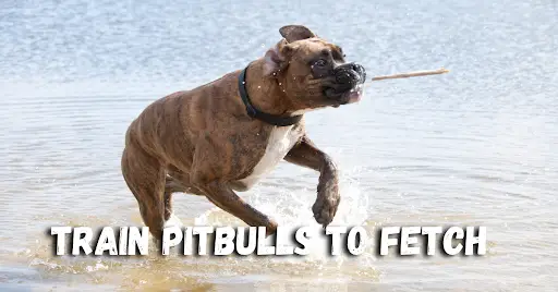 Teaching Pitbulls to Fetch