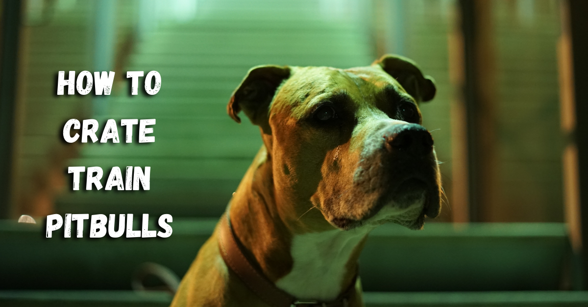 The Ultimate Guide to Crate Training Your Pitbull