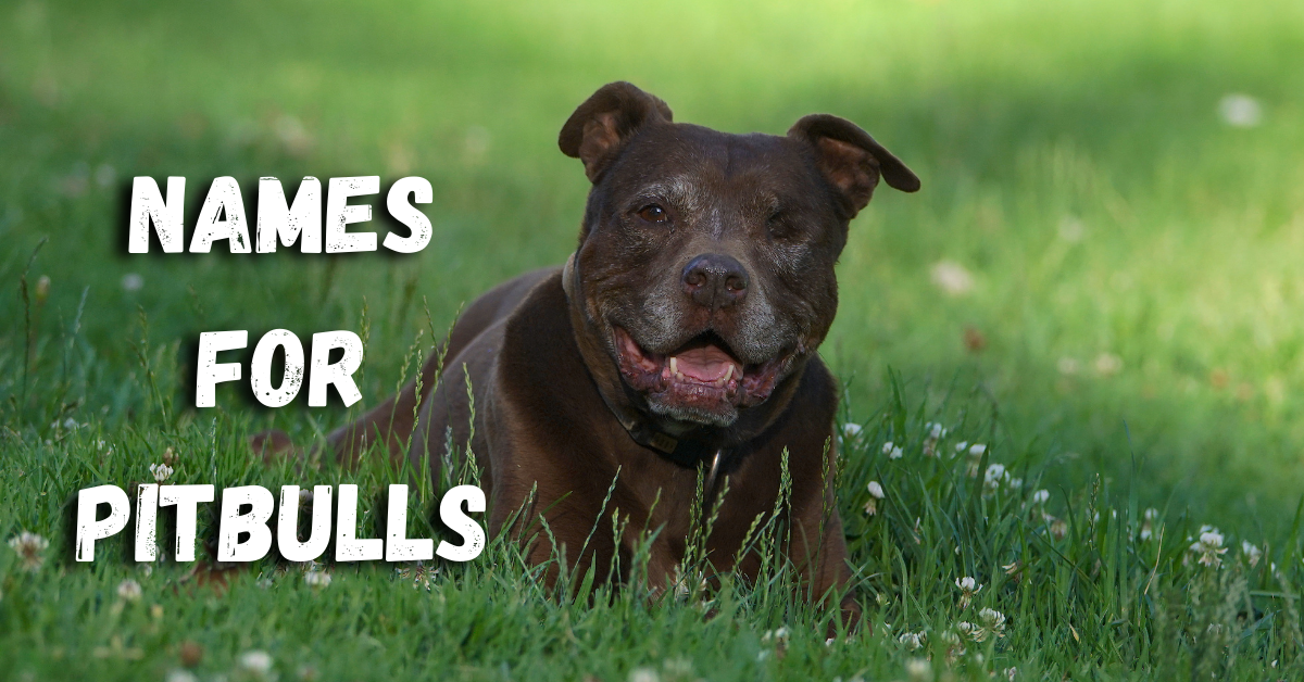 The Ultimate Guide to Naming Your Pitbull