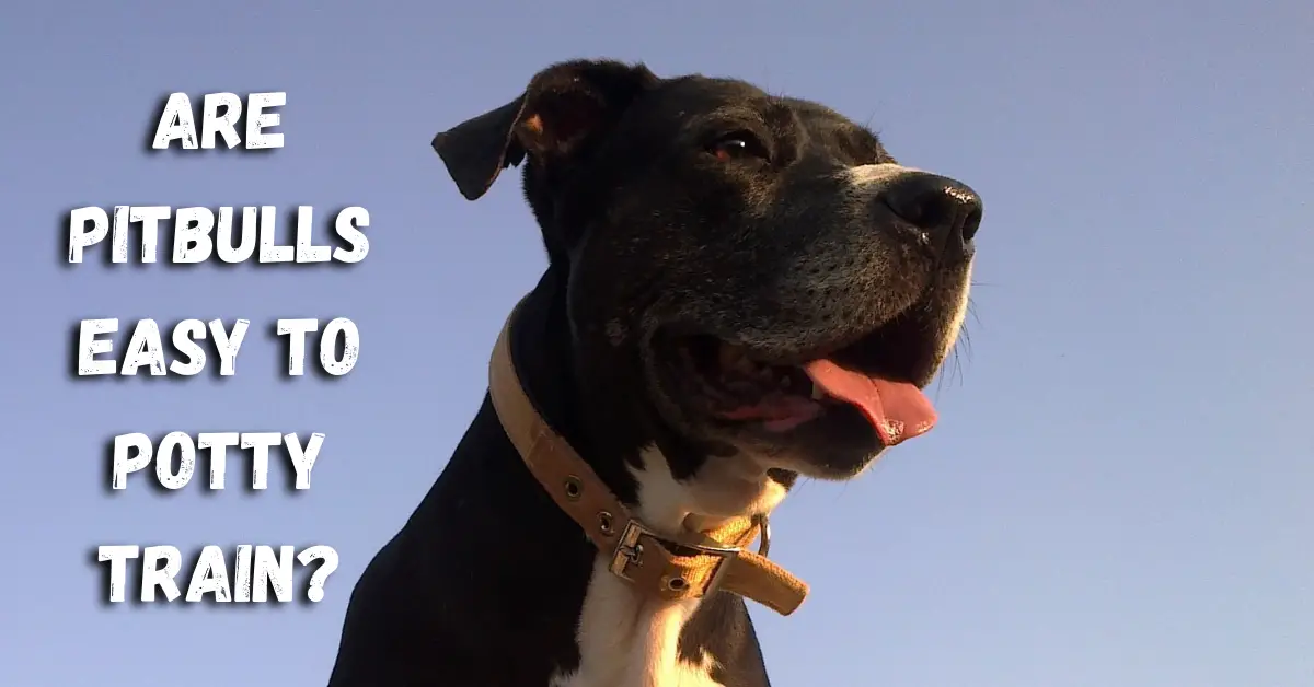 The Ultimate Guide to Potty Training Pitbulls