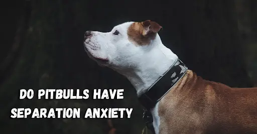 Understanding Pitbulls and Separation Anxiety