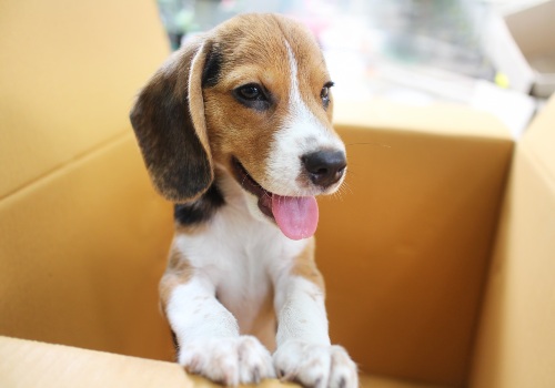 Andy the Beagle