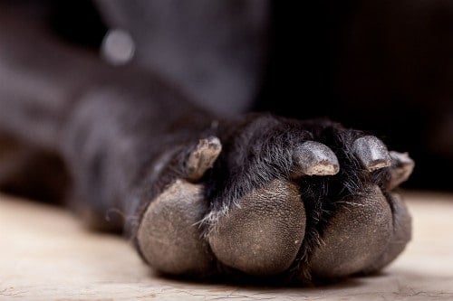 A black dog's paw