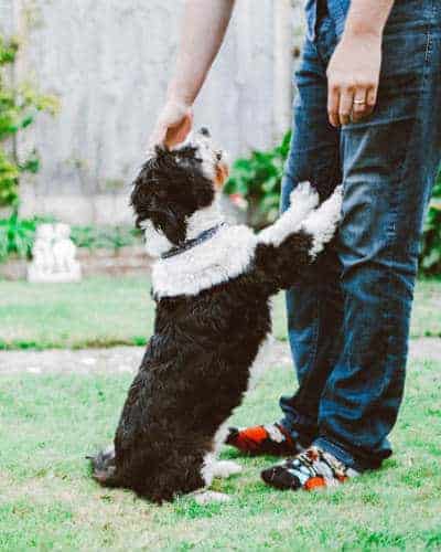 a black and white dog petting by man