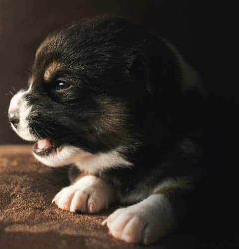 A black and white smooth coat puppy