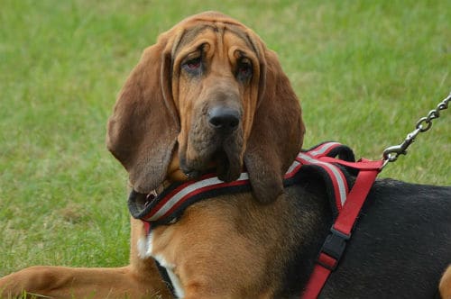 Bloodhound on a leash