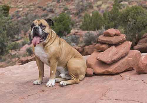 Bulldog is posing by red rocks in the desert