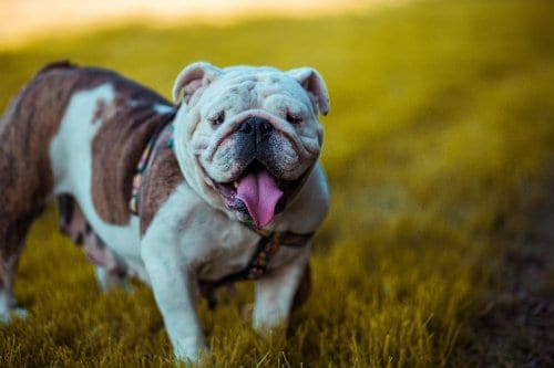 A bulldog standing on grass