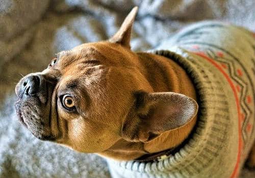 Bulldog wearing a sweater