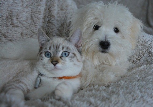 Cats and dog reversing the equation