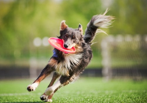 Collie dog brings the flying disc