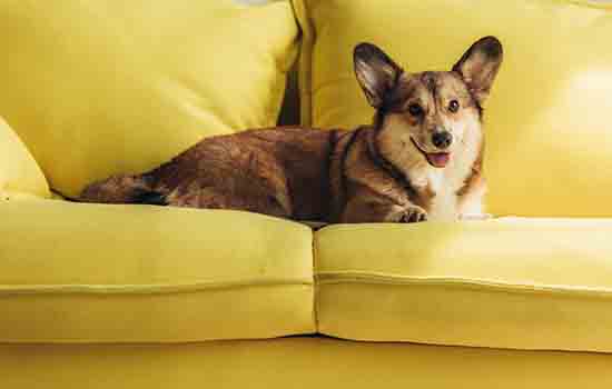 Pembroke Welsh Corgi laying on a yellow sofa