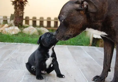 Cute big dog with puppy