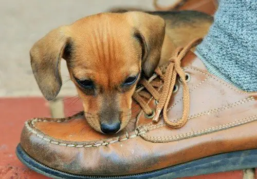Cute dog is chewing shoes