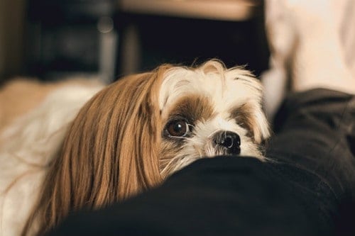 A cute dog lying near an owner
