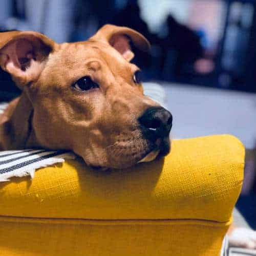 A cute dog on a yellow sofa