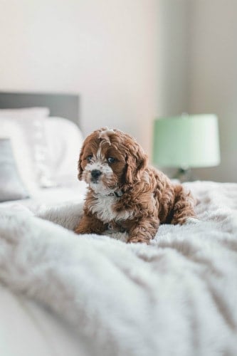 A cute puppy on a bed staring