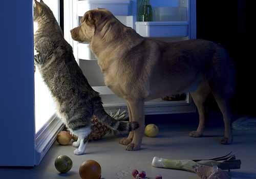 Dog and cat are searching for snacks in the refrigerator
