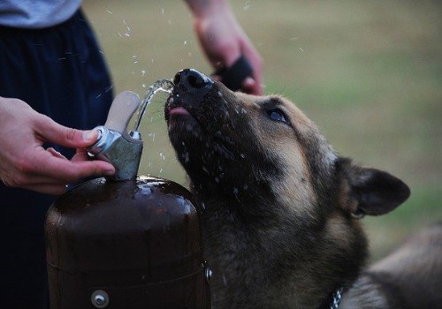Dog is drinking from the fountain