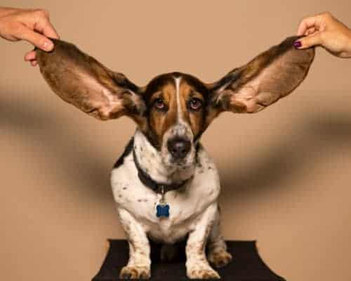A dog has big ears