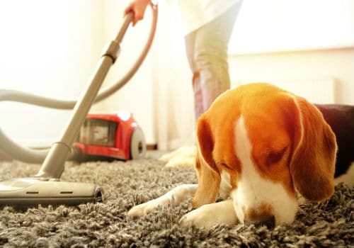 Dog hates vacuum