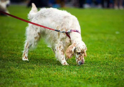 Dog eating green grass