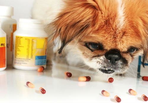 Dog is eating pills