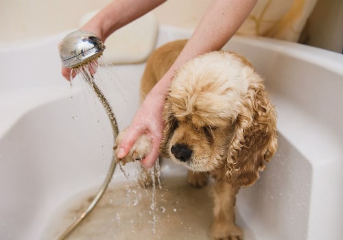 Dog is taking a shower at home