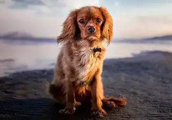Best Russian Dog Names - PupHelp