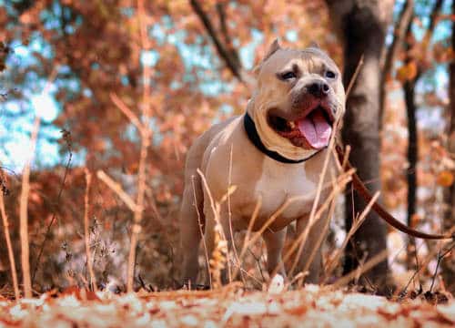 A dog pitbull in a forest