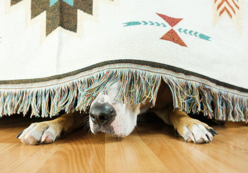 Dog under bed is afraid of fireworks