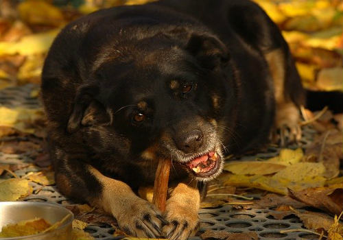Dog chewing on a bone