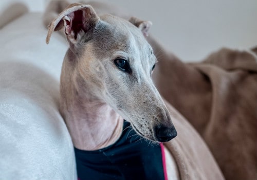 Dog's breed greyhound on a sofa