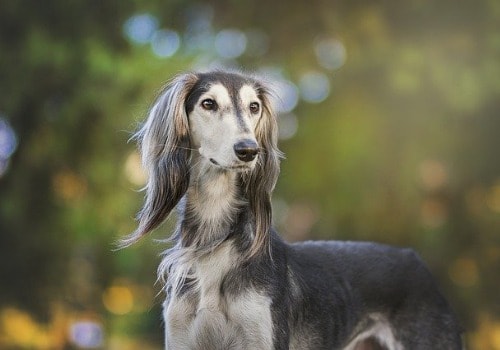 Greyhounds dog breed