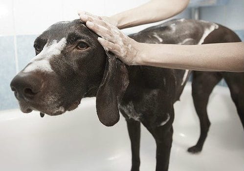Dogs Hate Baths