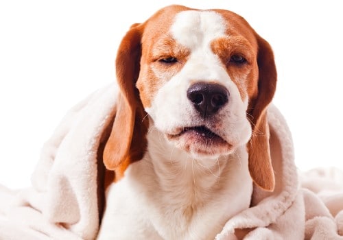 Dogs kennel cough