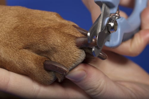 A dog's nail is cuted