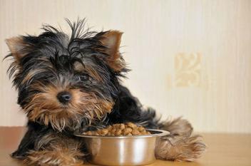 what causes a dog to be hungry all the time
