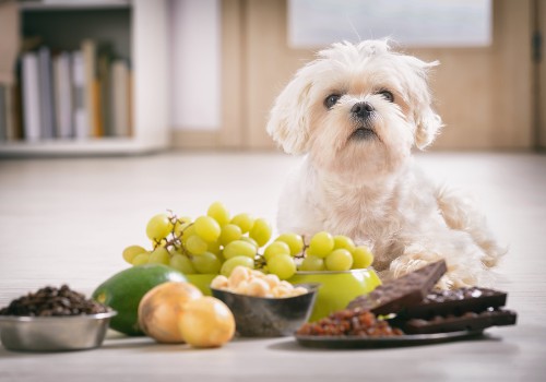 Food and ingredients toxic to a dog