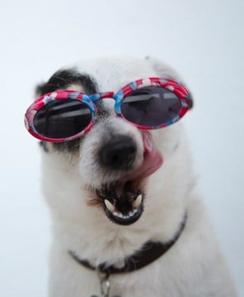 A funny dog in a glasses