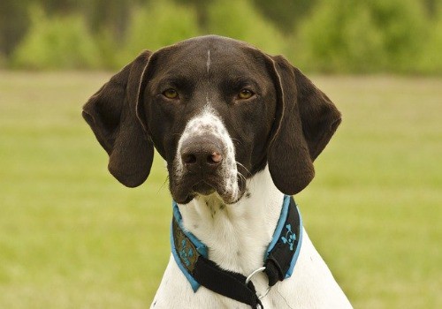 German shorthaired pointer dog breed