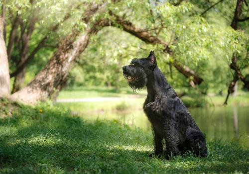 A Giant schnauzer dog breed